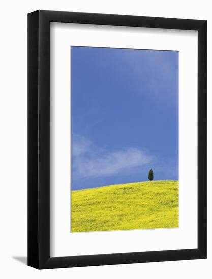 Italy, Tuscany. Lone cypress tree on flower-covered hillside-Jaynes Gallery-Framed Photographic Print