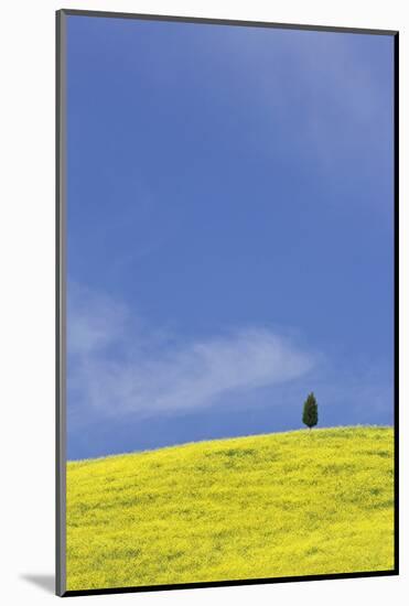 Italy, Tuscany. Lone cypress tree on flower-covered hillside-Jaynes Gallery-Mounted Photographic Print