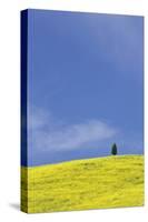 Italy, Tuscany. Lone cypress tree on flower-covered hillside-Jaynes Gallery-Stretched Canvas