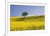 Italy, Tuscany. Lone oak tree on flower-covered hillside-Jaynes Gallery-Framed Photographic Print