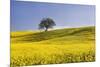 Italy, Tuscany. Lone oak tree on flower-covered hillside-Jaynes Gallery-Mounted Photographic Print