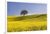 Italy, Tuscany. Lone oak tree on flower-covered hillside-Jaynes Gallery-Framed Photographic Print