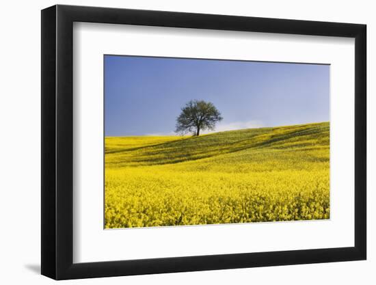 Italy, Tuscany. Lone oak tree on flower-covered hillside-Jaynes Gallery-Framed Photographic Print