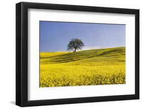 Italy, Tuscany. Lone oak tree on flower-covered hillside-Jaynes Gallery-Framed Photographic Print