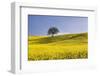 Italy, Tuscany. Lone oak tree on flower-covered hillside-Jaynes Gallery-Framed Photographic Print