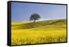 Italy, Tuscany. Lone oak tree on flower-covered hillside-Jaynes Gallery-Framed Stretched Canvas