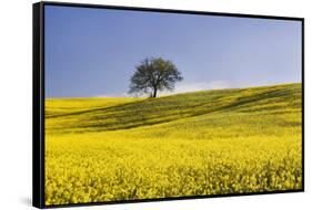 Italy, Tuscany. Lone oak tree on flower-covered hillside-Jaynes Gallery-Framed Stretched Canvas