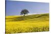 Italy, Tuscany. Lone oak tree on flower-covered hillside-Jaynes Gallery-Stretched Canvas