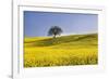 Italy, Tuscany. Lone oak tree on flower-covered hillside-Jaynes Gallery-Framed Photographic Print