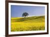 Italy, Tuscany. Lone oak tree on flower-covered hillside-Jaynes Gallery-Framed Photographic Print