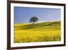 Italy, Tuscany. Lone oak tree on flower-covered hillside-Jaynes Gallery-Framed Premium Photographic Print