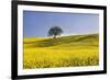 Italy, Tuscany. Lone oak tree on flower-covered hillside-Jaynes Gallery-Framed Premium Photographic Print