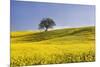 Italy, Tuscany. Lone oak tree on flower-covered hillside-Jaynes Gallery-Mounted Premium Photographic Print