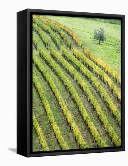Italy, Tuscany. Lone Olive Tree in Vineyard in the Chianti Region-Julie Eggers-Framed Stretched Canvas