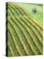 Italy, Tuscany. Lone Olive Tree in Vineyard in the Chianti Region-Julie Eggers-Stretched Canvas