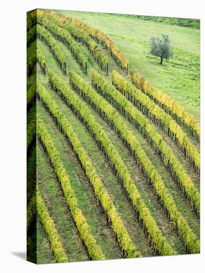 Italy, Tuscany. Lone Olive Tree in Vineyard in the Chianti Region-Julie Eggers-Stretched Canvas