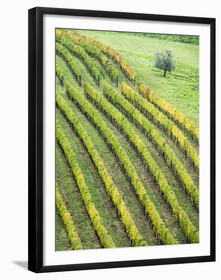 Italy, Tuscany. Lone Olive Tree in Vineyard in the Chianti Region-Julie Eggers-Framed Premium Photographic Print