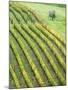 Italy, Tuscany. Lone Olive Tree in Vineyard in the Chianti Region-Julie Eggers-Mounted Premium Photographic Print