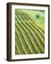 Italy, Tuscany. Lone Olive Tree in Vineyard in the Chianti Region-Julie Eggers-Framed Photographic Print