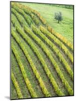 Italy, Tuscany. Lone Olive Tree in Vineyard in the Chianti Region-Julie Eggers-Mounted Photographic Print