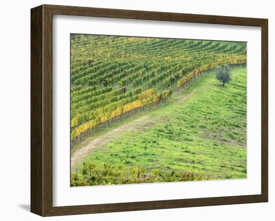 Italy, Tuscany. Lone Olive Tree in Vineyard in the Chianti Region-Julie Eggers-Framed Premium Photographic Print