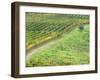 Italy, Tuscany. Lone Olive Tree in Vineyard in the Chianti Region-Julie Eggers-Framed Premium Photographic Print