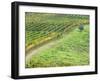 Italy, Tuscany. Lone Olive Tree in Vineyard in the Chianti Region-Julie Eggers-Framed Premium Photographic Print