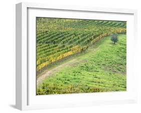 Italy, Tuscany. Lone Olive Tree in Vineyard in the Chianti Region-Julie Eggers-Framed Premium Photographic Print