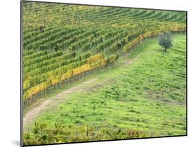 Italy, Tuscany. Lone Olive Tree in Vineyard in the Chianti Region-Julie Eggers-Mounted Premium Photographic Print