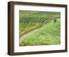 Italy, Tuscany. Lone Olive Tree in Vineyard in the Chianti Region-Julie Eggers-Framed Photographic Print