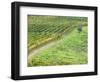 Italy, Tuscany. Lone Olive Tree in Vineyard in the Chianti Region-Julie Eggers-Framed Photographic Print