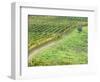 Italy, Tuscany. Lone Olive Tree in Vineyard in the Chianti Region-Julie Eggers-Framed Photographic Print