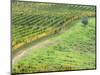 Italy, Tuscany. Lone Olive Tree in Vineyard in the Chianti Region-Julie Eggers-Mounted Photographic Print