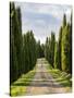 Italy, Tuscany, Long Driveway lined with Cypress trees-Terry Eggers-Stretched Canvas