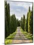 Italy, Tuscany, Long Driveway lined with Cypress trees-Terry Eggers-Mounted Photographic Print