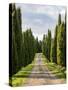 Italy, Tuscany, Long Driveway lined with Cypress trees-Terry Eggers-Stretched Canvas