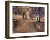 Italy, Tuscany, Montepulciano, Autumn Olive Orchard in Sepia-Terry Eggers-Framed Photographic Print