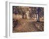 Italy, Tuscany, Montepulciano, Autumn Olive Orchard in Sepia-Terry Eggers-Framed Photographic Print