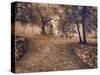 Italy, Tuscany, Montepulciano, Autumn Olive Orchard in Sepia-Terry Eggers-Stretched Canvas