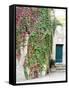 Italy, Tuscany, Monticchiello. Red Ivy Covering the Walls of Buildings-Julie Eggers-Framed Stretched Canvas