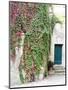 Italy, Tuscany, Monticchiello. Red Ivy Covering the Walls of Buildings-Julie Eggers-Mounted Photographic Print
