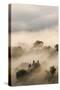 Italy, Tuscany. Morning Fog Drifting over Vineyards with Sun Breaking Through-Brenda Tharp-Stretched Canvas