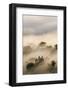 Italy, Tuscany. Morning Fog Drifting over Vineyards with Sun Breaking Through-Brenda Tharp-Framed Photographic Print