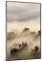 Italy, Tuscany. Morning Fog Drifting over Vineyards with Sun Breaking Through-Brenda Tharp-Mounted Photographic Print