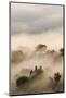 Italy, Tuscany. Morning Fog Drifting over Vineyards with Sun Breaking Through-Brenda Tharp-Mounted Photographic Print