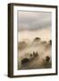 Italy, Tuscany. Morning Fog Drifting over Vineyards with Sun Breaking Through-Brenda Tharp-Framed Photographic Print