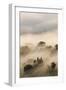 Italy, Tuscany. Morning Fog Drifting over Vineyards with Sun Breaking Through-Brenda Tharp-Framed Photographic Print