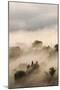 Italy, Tuscany. Morning Fog Drifting over Vineyards with Sun Breaking Through-Brenda Tharp-Mounted Photographic Print