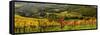 Italy, Tuscany. Panoramic view of a colorful vineyard in the Tuscan landscape.-Julie Eggers-Framed Stretched Canvas