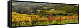 Italy, Tuscany. Panoramic view of a colorful vineyard in the Tuscan landscape.-Julie Eggers-Framed Stretched Canvas